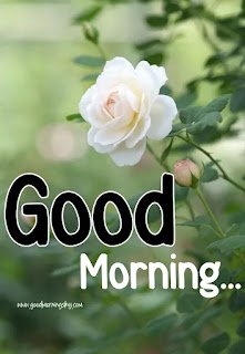 White%20Flower%20Good%20Morning%20Images%20(1)